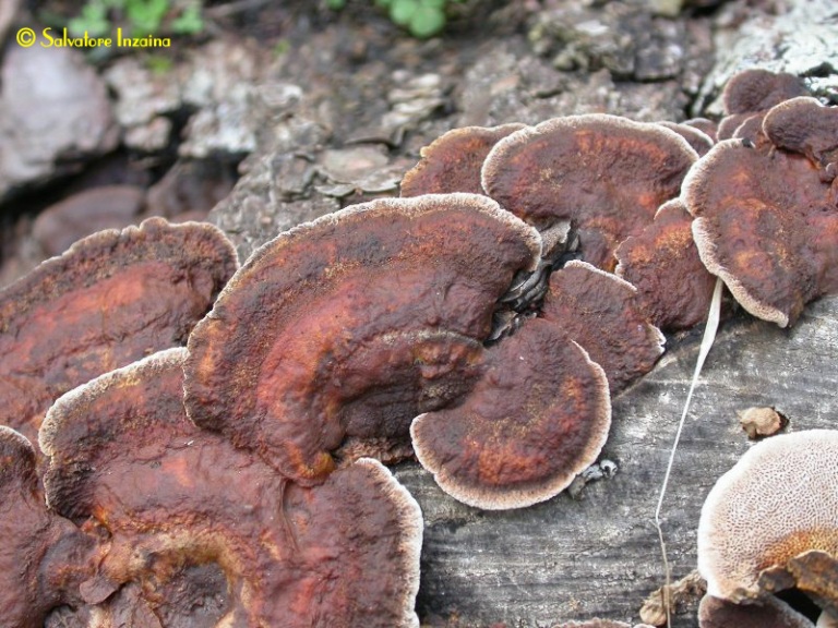 Forse ...Daedaleopsis.... (Gloeophyllum trabeum)